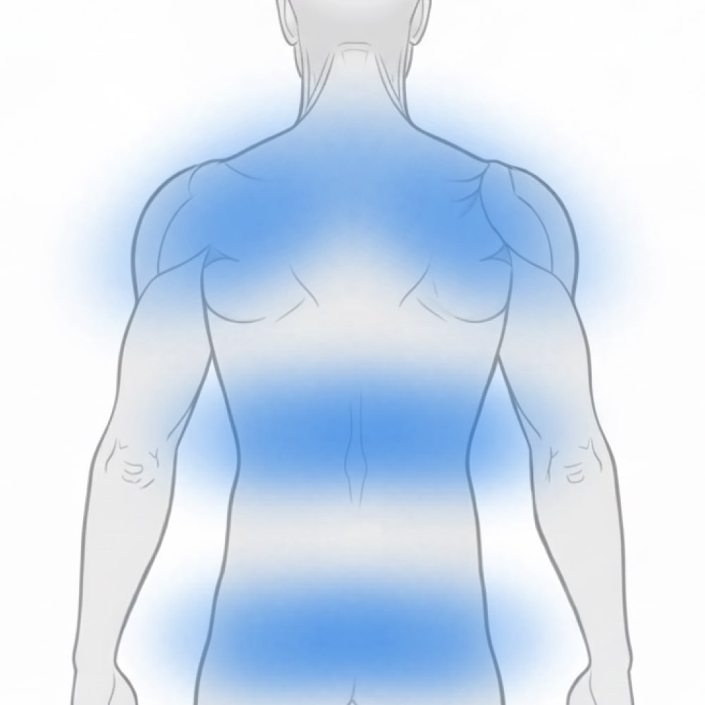 Illustration of a human back with blue shading highlighting upper, middle, and lower back muscle areas.